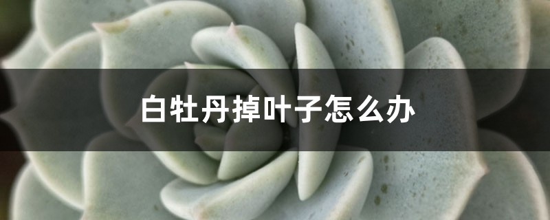 白牡丹掉葉子怎么辦