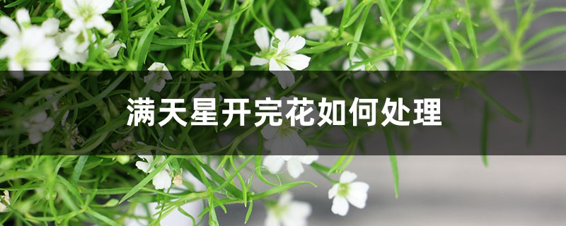 滿天星開完花如何處理，枯了能剪掉嗎