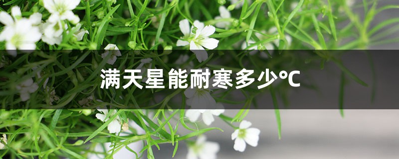 滿天星能耐寒多少℃，家庭養(yǎng)滿天星注意事項