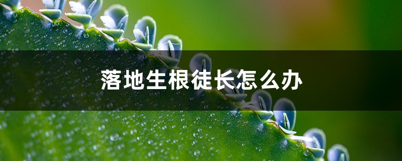 落地生根徒長怎么辦