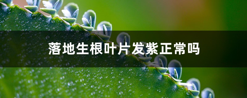 落地生根葉片發(fā)紫正常嗎