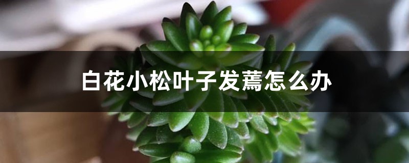 白花小松葉子發(fā)蔫怎么辦