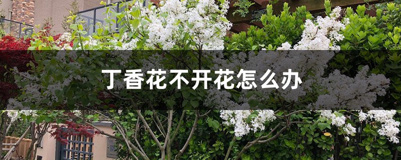 丁香花不開(kāi)花怎么辦，丁香花的花期多長(zhǎng)