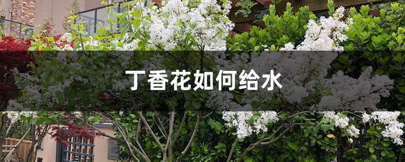 丁香花如何給水，丁香花根部積水怎么辦