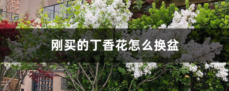 剛買(mǎi)的丁香花怎么換盆，丁香花怎么養(yǎng)