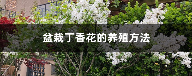 盆栽丁香花的養(yǎng)殖方法，丁香花需要修剪嗎