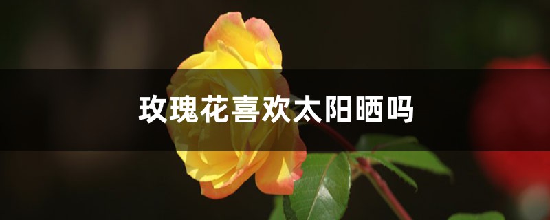 玫瑰花喜歡太陽曬嗎，可以放在太陽下曬嗎