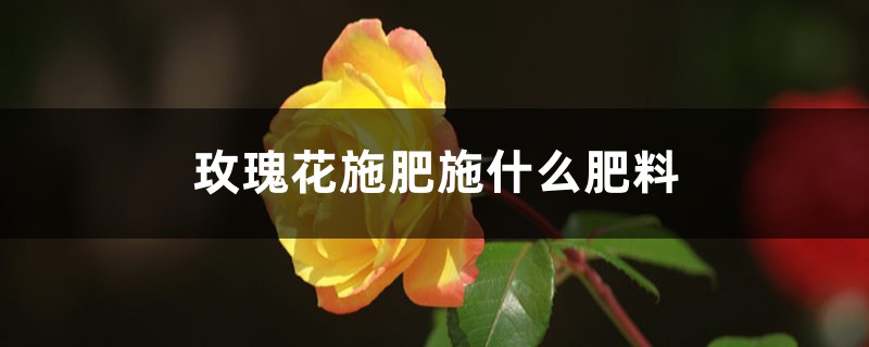 玫瑰花施肥施什么肥料，施肥太多了怎么辦