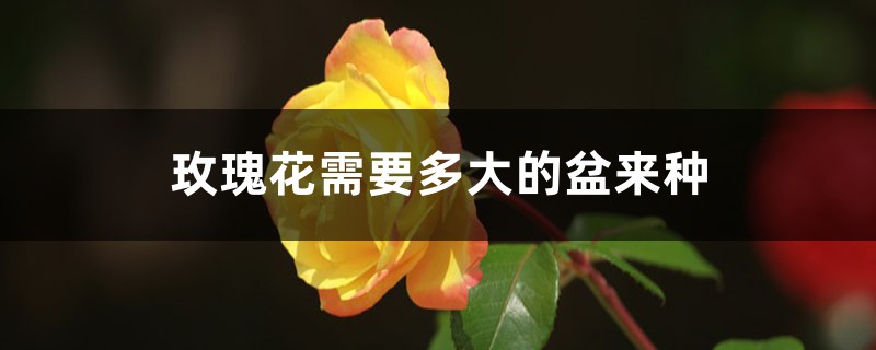 玫瑰花需要多大的盆來種，盆栽玫瑰花種植方法全過程