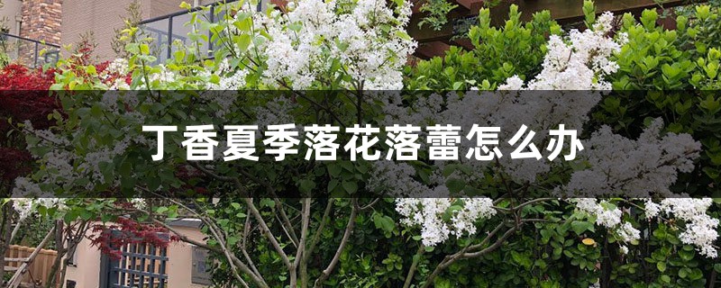 丁香夏季落花落蕾怎么辦