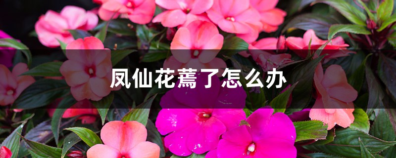 鳳仙花蔫了怎么辦