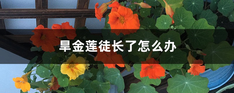 旱金蓮?fù)介L(zhǎng)了怎么辦