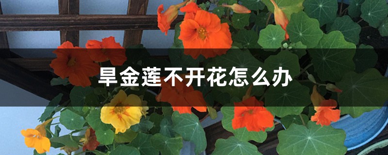 旱金蓮不開花怎么辦