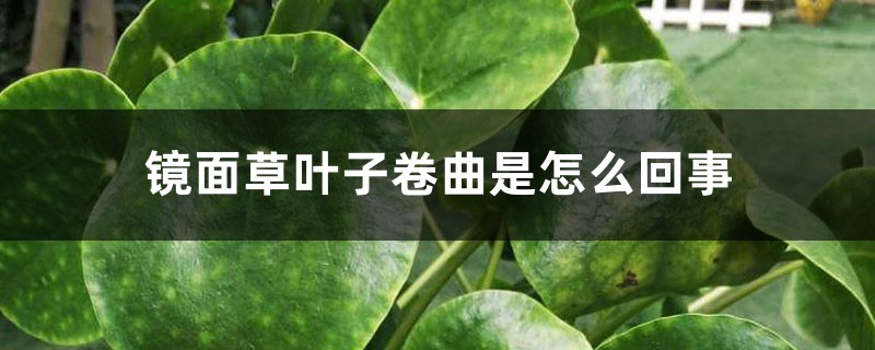 鏡面草葉子卷曲是怎么回事