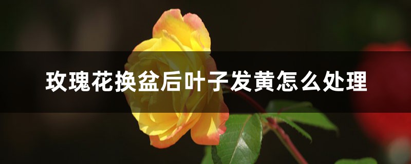 玫瑰花換盆后葉子發(fā)黃怎么處理，換盆以后不發(fā)新枝怎么辦