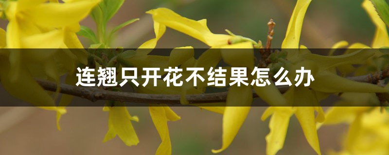 連翹只開花不結(jié)果怎么辦