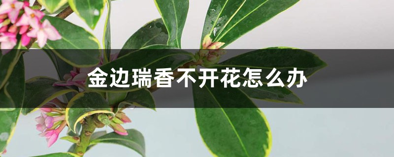 金邊瑞香不開花怎么辦