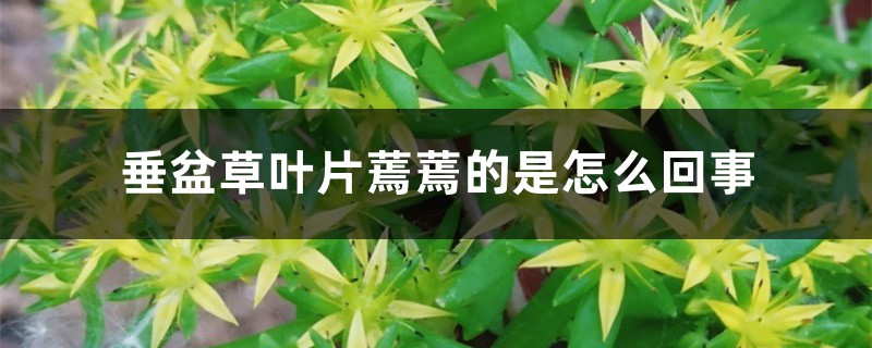 垂盆草葉片蔫蔫的是怎么回事