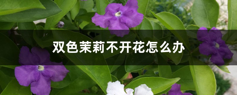 雙色茉莉不開花怎么辦