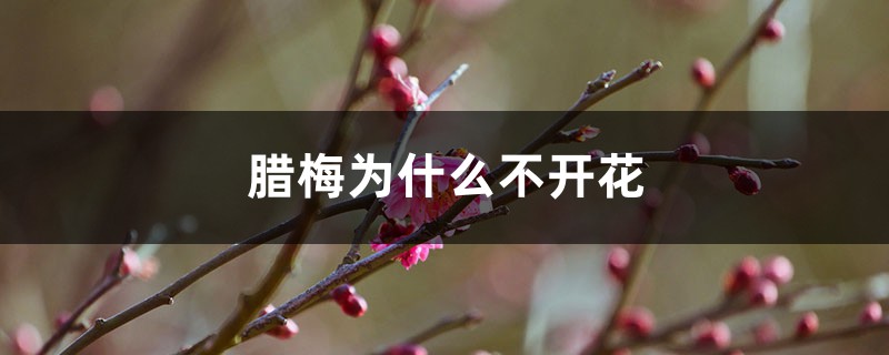 臘梅為什么不開花