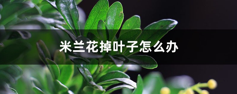 米蘭花掉葉子怎么辦