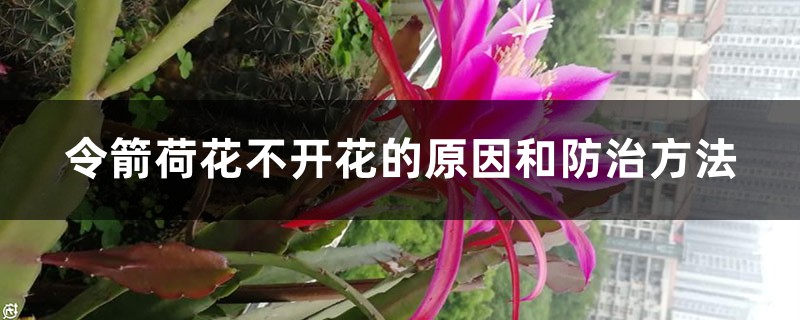 令箭荷花不開花的原因和防治方法