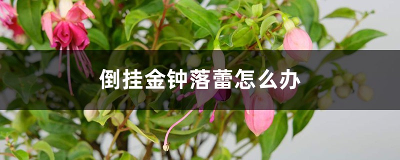 倒掛金鐘落蕾怎么辦