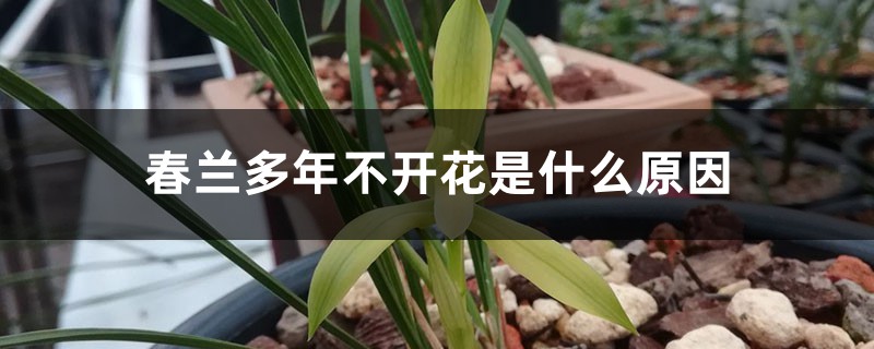 春蘭多年不開花是什么原因