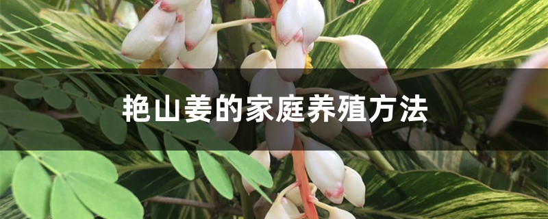 艷山姜的家庭養(yǎng)殖方法