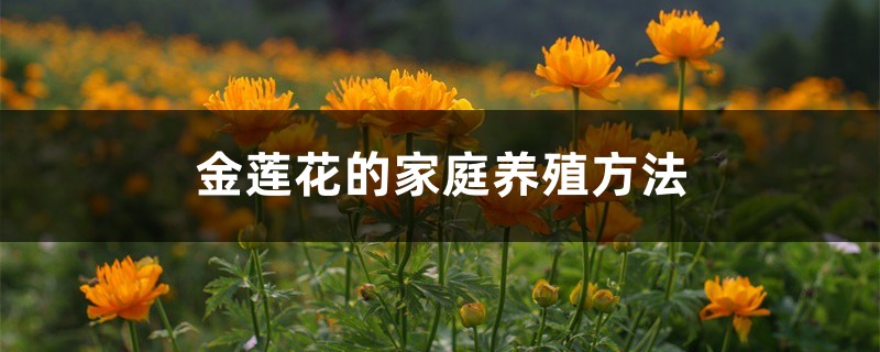 金蓮花的家庭養(yǎng)殖方法