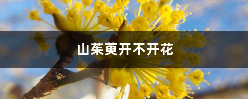 山茱萸開不開花