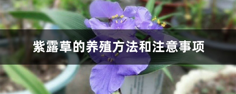 紫露草的養(yǎng)殖方法和注意事項