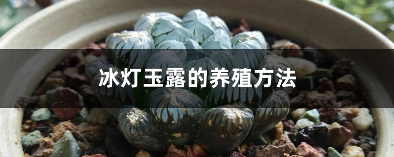 冰燈玉露的養(yǎng)殖方法