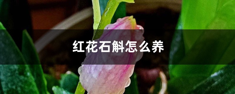 紅花石斛怎么養(yǎng)