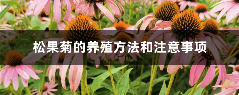 松果菊的養(yǎng)殖方法和注意事項