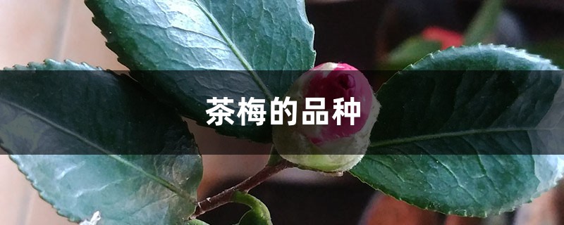 茶梅的品種