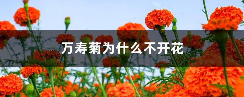 萬壽菊為什么不開花