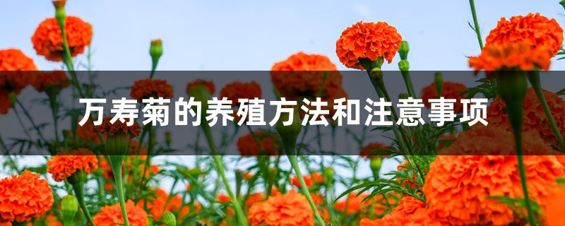 萬壽菊的養(yǎng)殖方法和注意事項