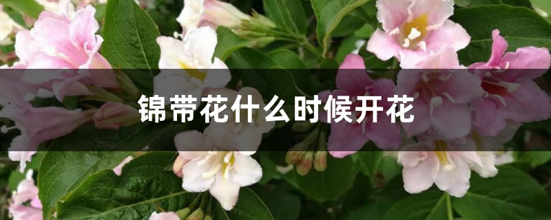 錦帶花什么時候開花