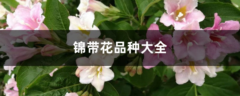 錦帶花品種大全