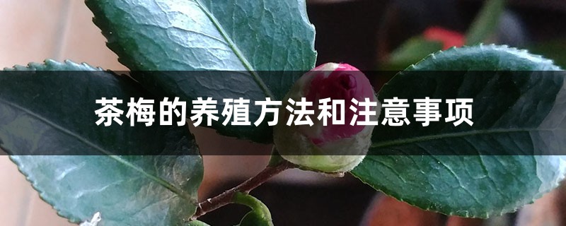 茶梅的養(yǎng)殖方法和注意事項