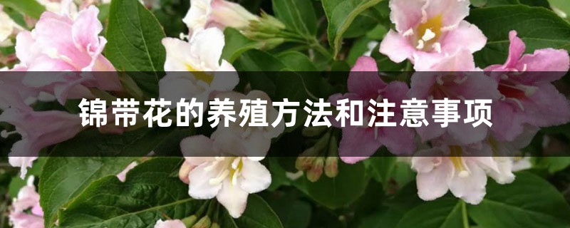 錦帶花的養(yǎng)殖方法和注意事項