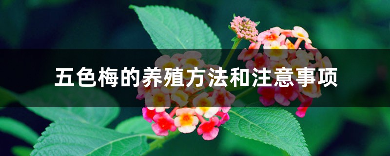 五色梅的養(yǎng)殖方法和注意事項