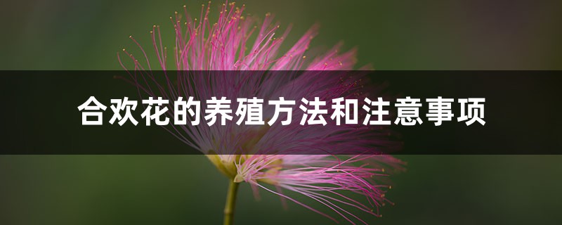 合歡花的養(yǎng)殖方法和注意事項