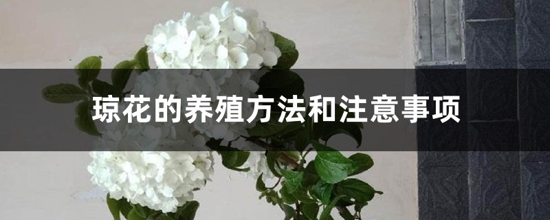 瓊花的養(yǎng)殖方法和注意事項