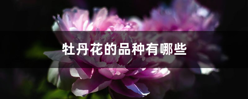 牡丹花的品種有哪些