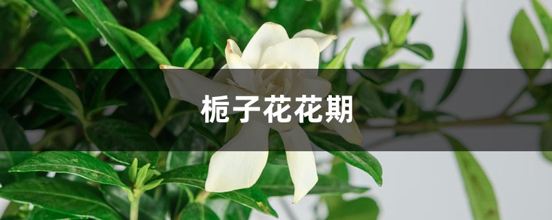 梔子花花期