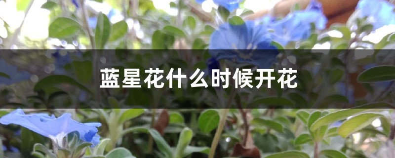 藍(lán)星花什么時候開花