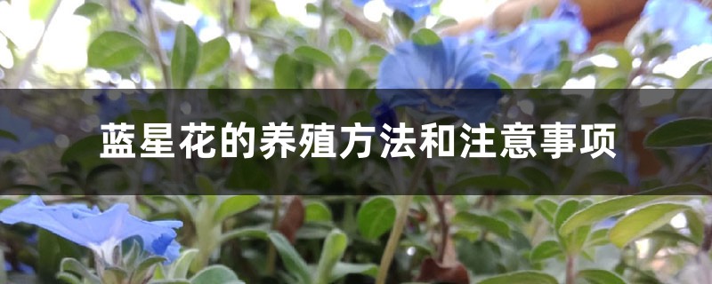 藍(lán)星花的養(yǎng)殖方法和注意事項