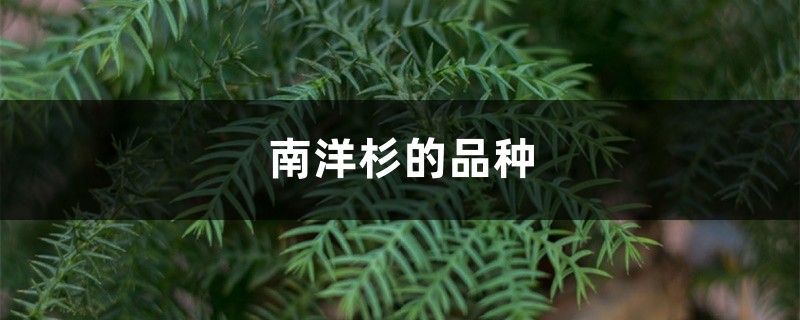 南洋杉的品種